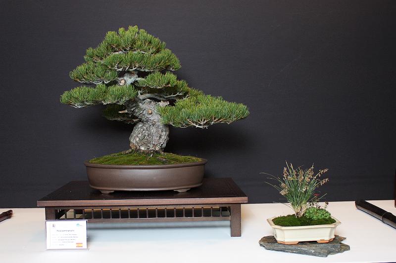 Bonsai, cay the, cay canh nghe thuat, cây cảnh nghệ thuật